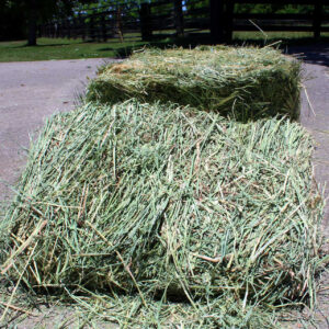 Orchard Grass Hay