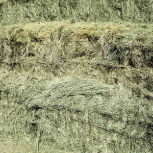 Bermuda Grass Hay