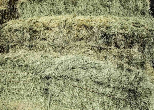 Bermuda Grass Hay