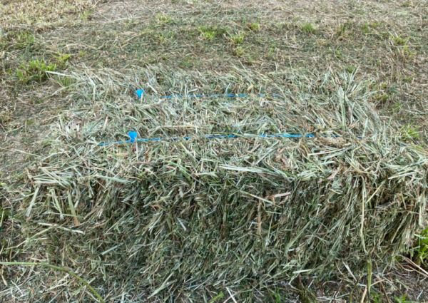 Alfalfa/Orchard Mix Hay