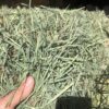 Orchard Grass Hay