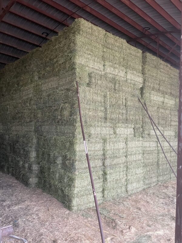 Alfalfa/Orchard Mix Hay in Wyoming