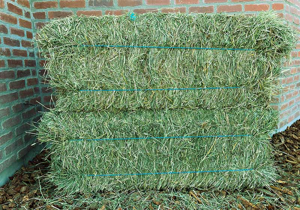 Timothy Grass Hay