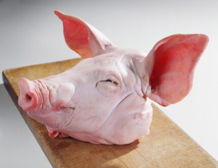 Frozen Pork head - Brazilian Chickens